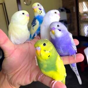 Young Budgies For Sale . | PostAds PH