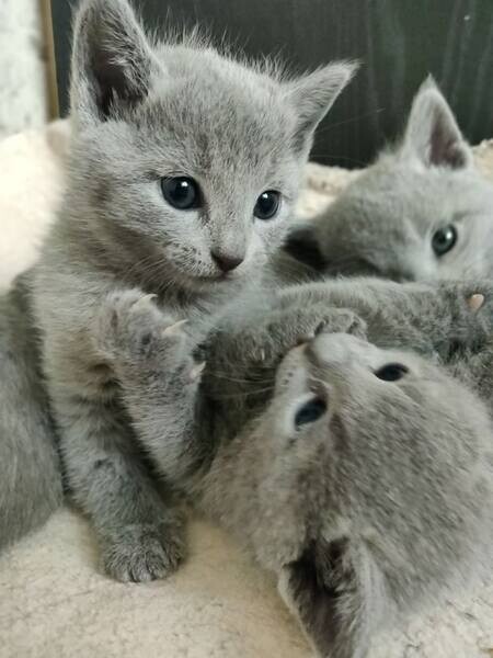 Russian Blue Kittens