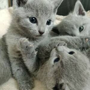 Russian Blue Kittens | PostAds PH