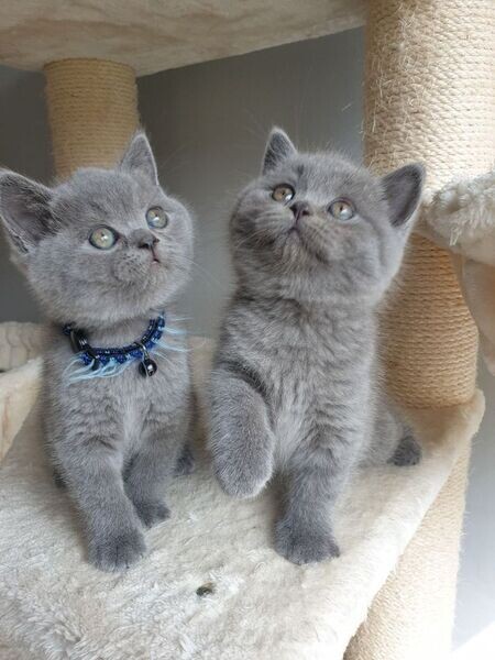 British Short Hair Kittens