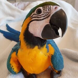Blue and Gold Macaw Parrots available | PostAds PH