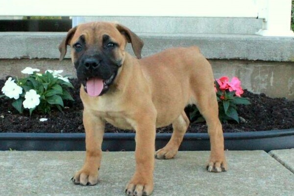 Boerboel Puppies Ready now
