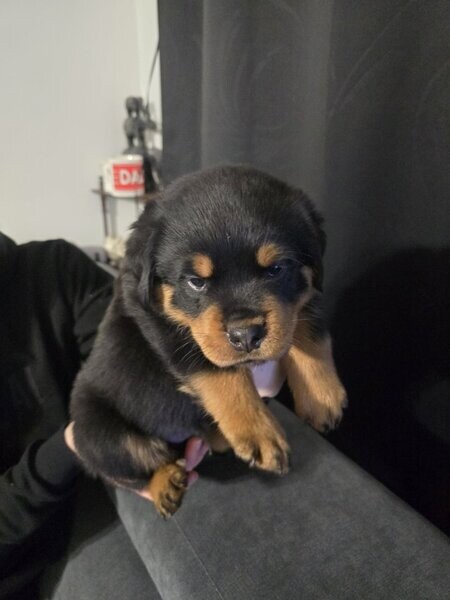 breed Rottweiler puppies