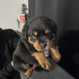 breed Rottweiler puppies | PostAds PH