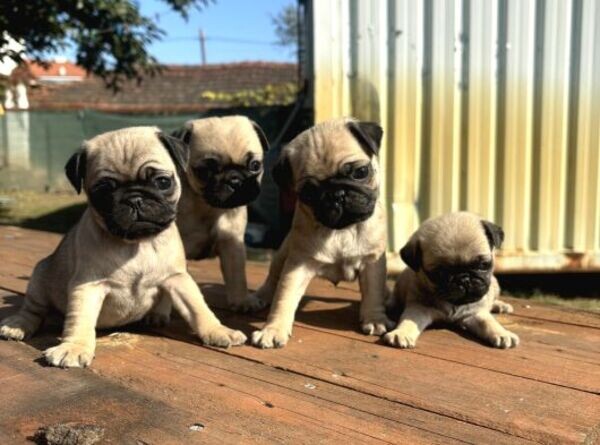 Pug puppies for rehoming