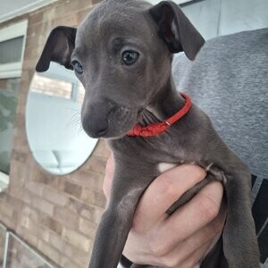 Italian Greyhound puppies Kc | PostAds PH