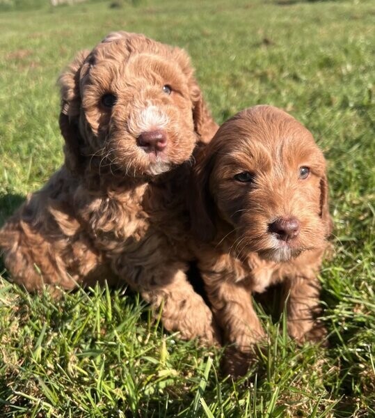 Goldendoodle Puppies - Ready