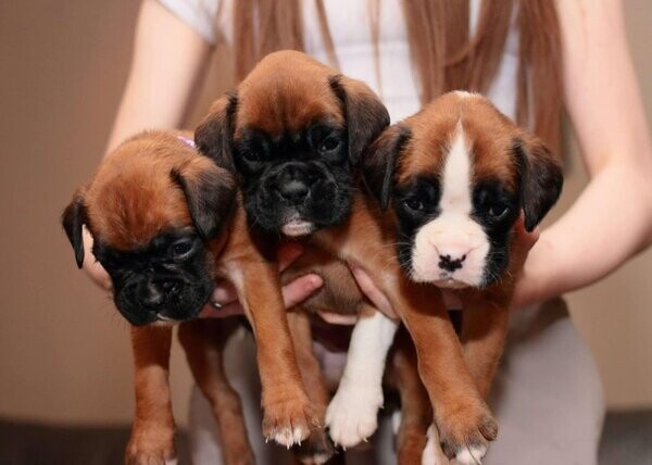 Beautiful Boxer puppies for sale