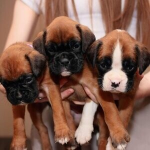 Beautiful Boxer puppies for sale | PostAds PH