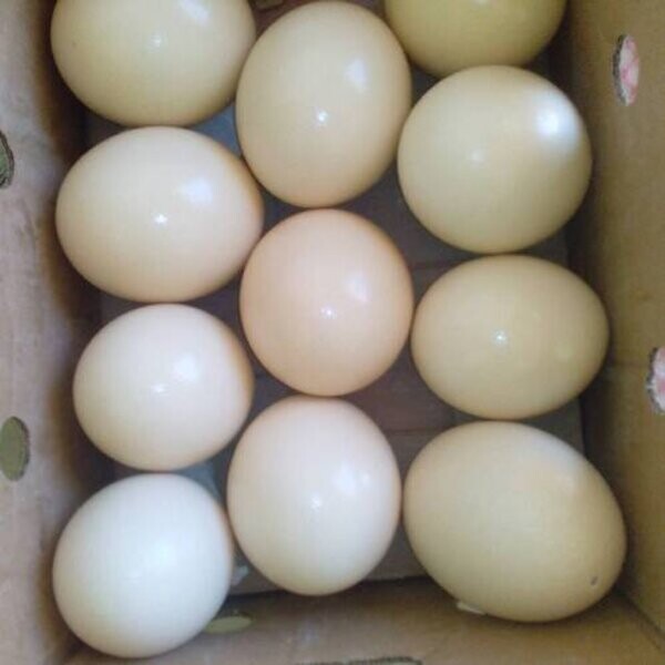 Parrots and Parrot Eggs