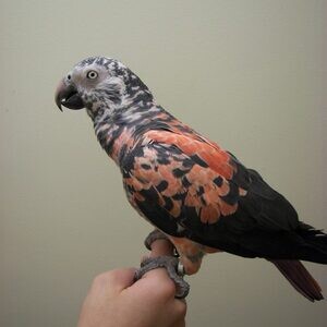 African Grey Parrot for Sale | PostAds PH