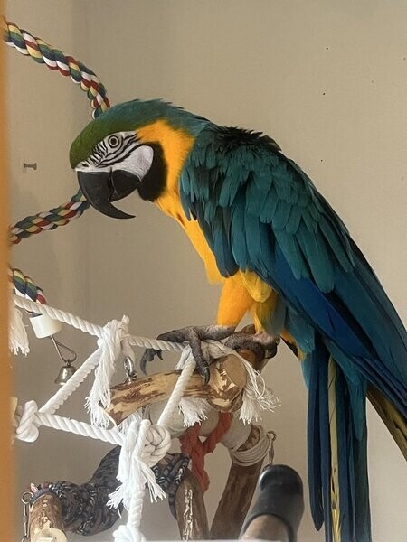 A Bonded Pair Of Hyacinth Macaw