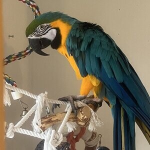 A Bonded Pair Of Hyacinth Macaw | PostAds PH