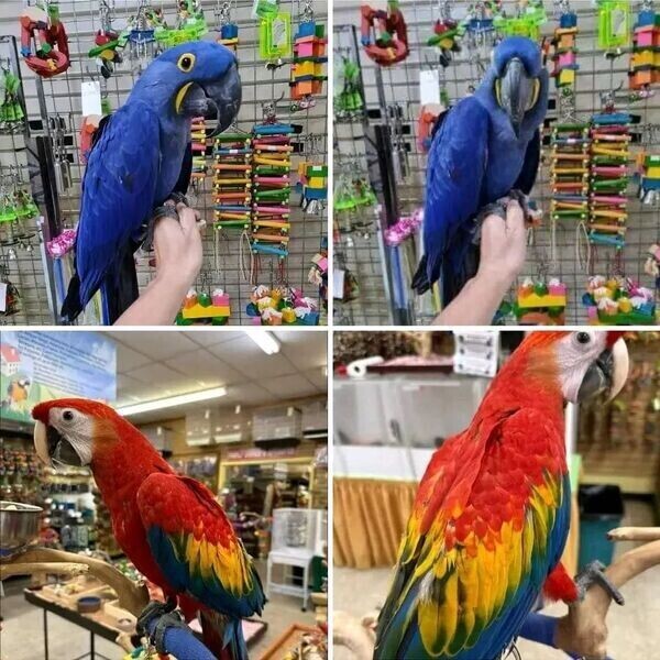 Talking and Singing Scarlet Macaw Parrots