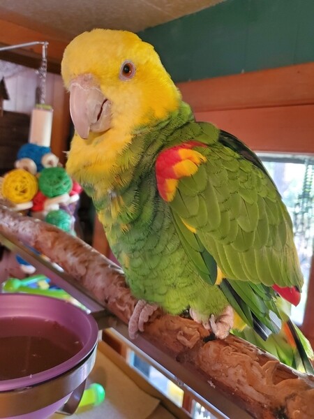 adorable Amazon parrots