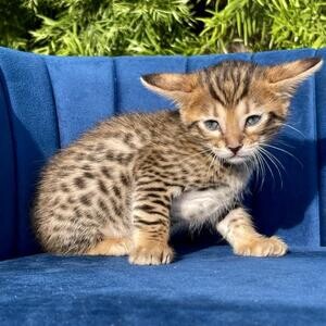 Savannah F4 , absolutely stunning | PostAds PH