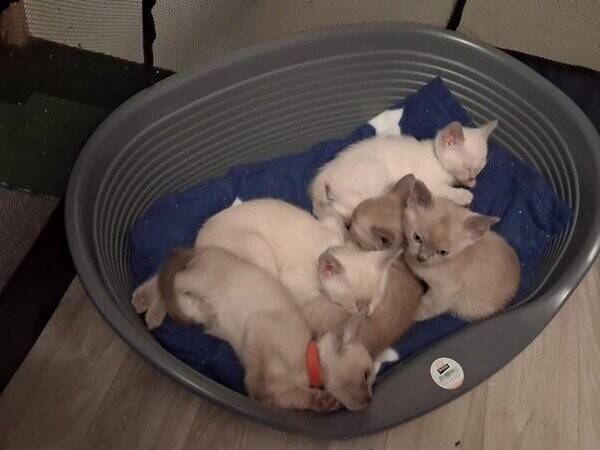 Tonkinese Kittens Available