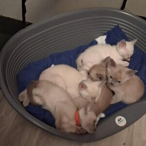 Tonkinese Kittens Available | PostAds PH