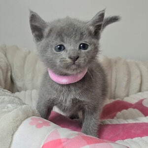 Pure Pedigree Russian Blue | PostAds PH