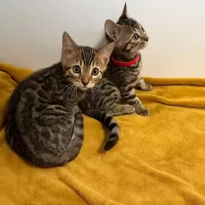 Bengal kittens Ready Now | PostAds PH