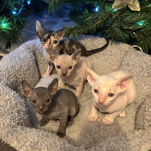 Cornish Rex Kitty Available | PostAds PH