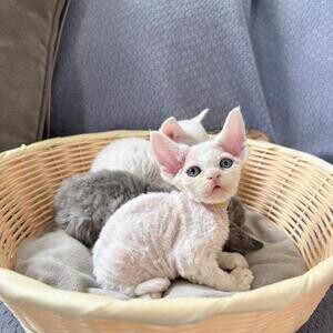 Beautiful Devon Rex Kittens | PostAds PH