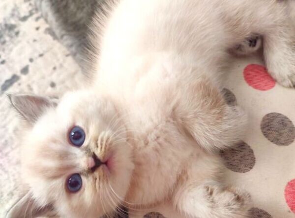 American Shorthair Tabby Breed Kittens