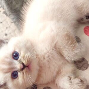 American Shorthair Tabby Breed Kittens | PostAds PH
