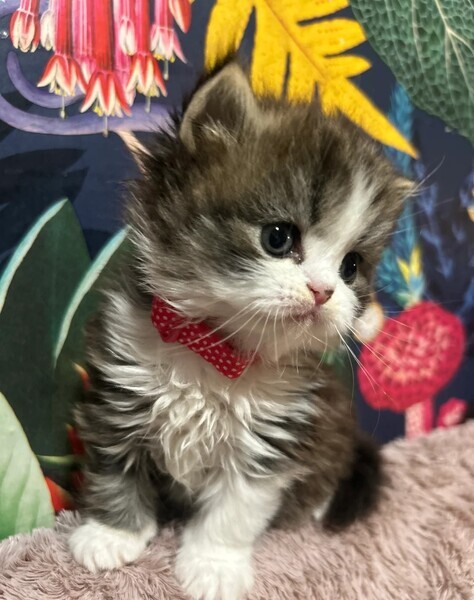 Exotic Shorthair kittens