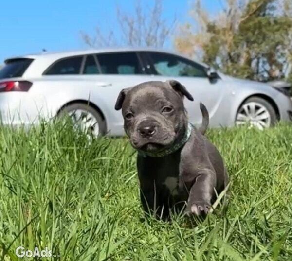 Blue Staffordshire Bull Terrier puppy