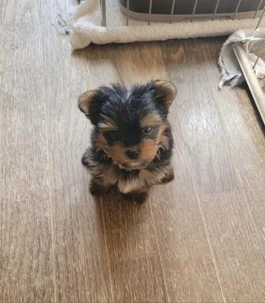 Viber: +63 9128023780 Yorkshire Puppy