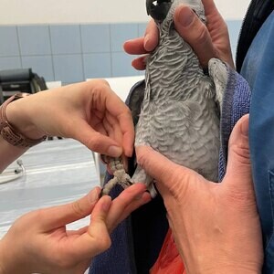 African grey bird Viber: +63 9128023780 | PostAds PH