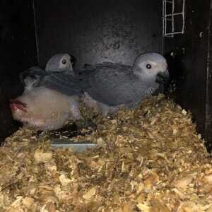 african grey parrots | PostAds PH