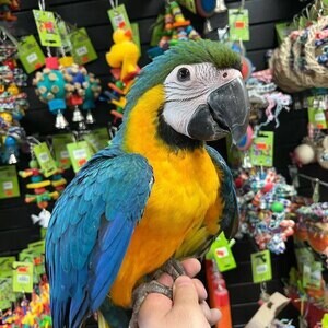 Beautiful Macaw Parrot Viber: +63 9128023780 | PostAds PH