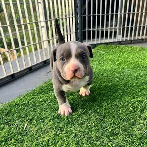 Stunning Pitbull dog Viber. 09128023780 | PostAds PH