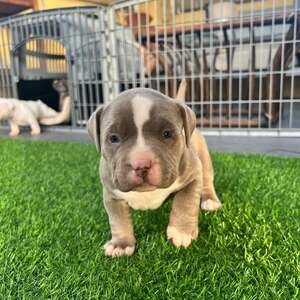 Sweet pitbull puppy Viber: 09128023780 | PostAds PH