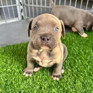 Beautiful and sweet pitbull puppies Viber. 09128023780 | PostAds PH