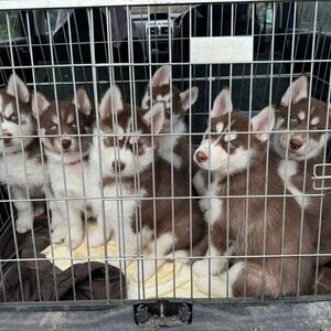 Pure Siberian Huskies for sale | PostAds PH