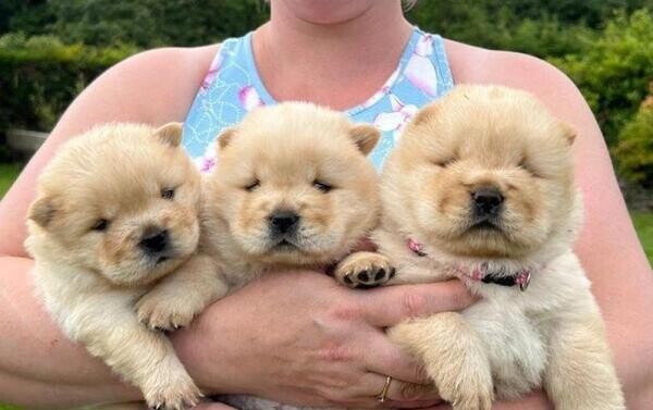 Chow chow puppies for sale 2 remaining