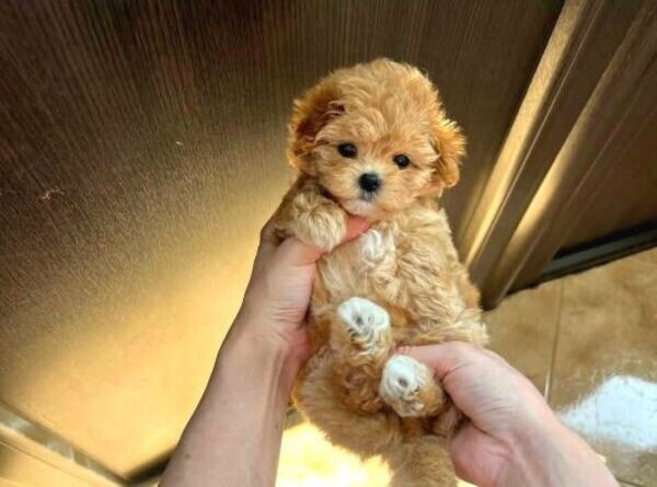 Beautiful Maltipoo for sale-2 LEFT