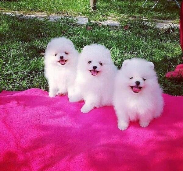Pomeranian puppies for sale!!!