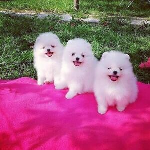 Pomeranian puppies for sale!!! | PostAds PH