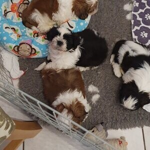 Imperial ShihTzu puppies | PostAds PH