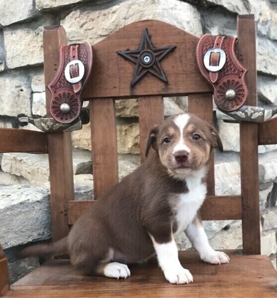 Border Collies puppies for sale