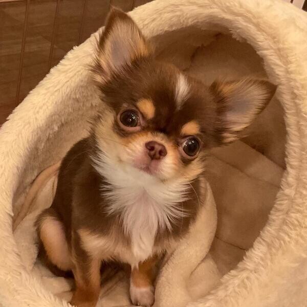 Gorgeous Fluffy Chihuahua Puppy