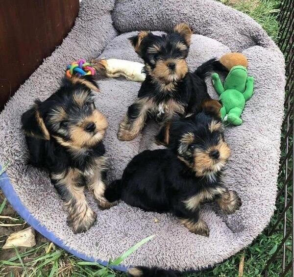 Yorkies ready to go