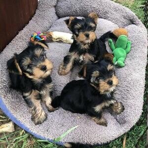 Yorkies ready to go | PostAds PH