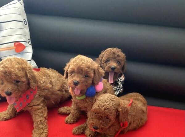 Kc.reg Toy Poodle