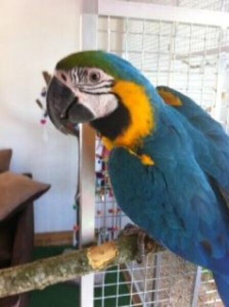 A Bonded Pair Of Hyacinth Macaw