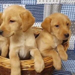 Kc reg Labrador puppies | PostAds PH